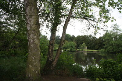 Scenic view of lake in forest