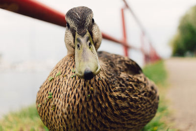 Close-up portrait of a bird