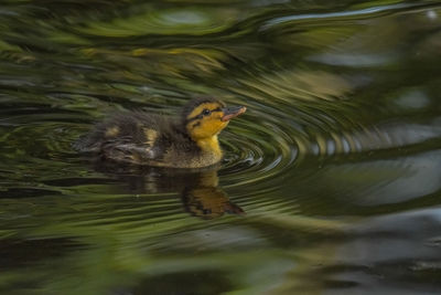 Duck swimming in a lake