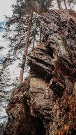 Low angle view of tree trunk in forest