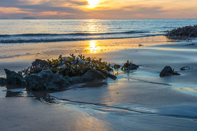 Seaweeds at beach against sky during sunset