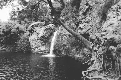 Scenic view of river amidst trees in forest