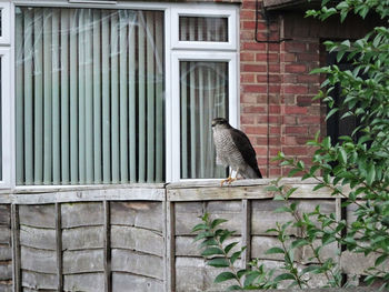 Bird perching on brick wall