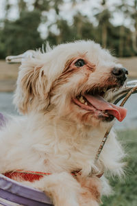 Close-up of a dog looking away