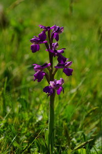 Close-up of purple flowering plant on field