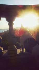 Sun shining through window