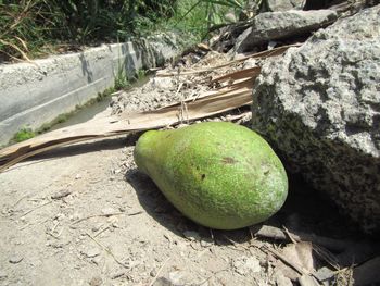 High angle view of bananas on rock