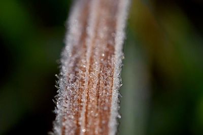 Close-up of plant against blurred background