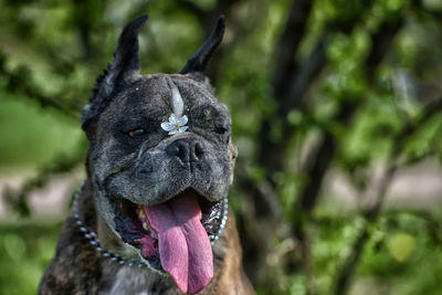 Close-up of dog looking away