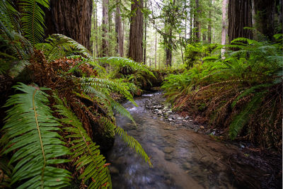 Scenic view of stream amidst trees in forest