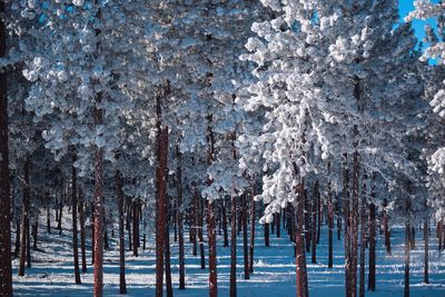 Panoramic view of pine trees on snow covered land