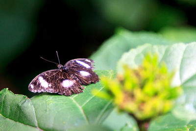 Close-up of butterfly pollinating flower
