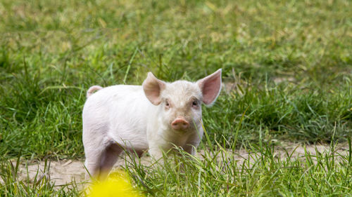 Portrait of a rabbit on grass