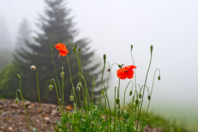Red poppy flowers blooming on field