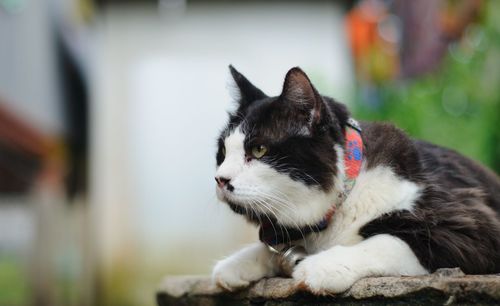 Close-up of a cat looking away