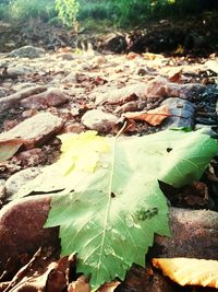 High angle view of maple leaves fallen