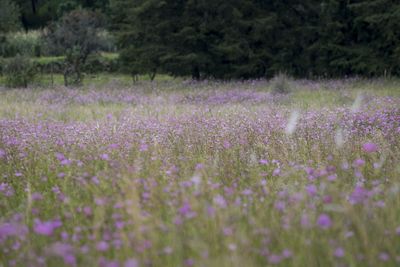 Purple flowering plants on field