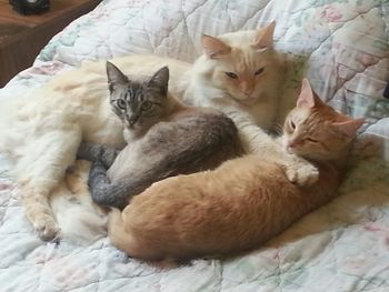 Cat sleeping on couch