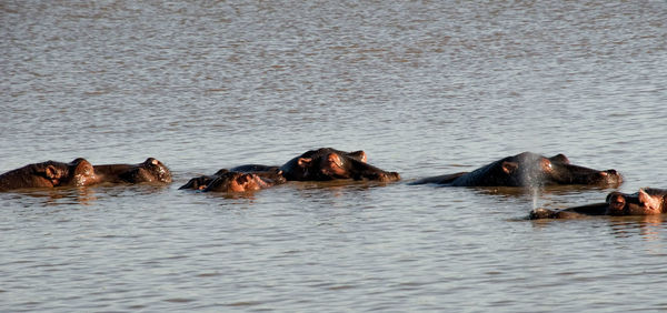 Ducks swimming in sea