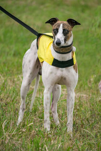 Portrait of dog standing on field