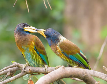 bird