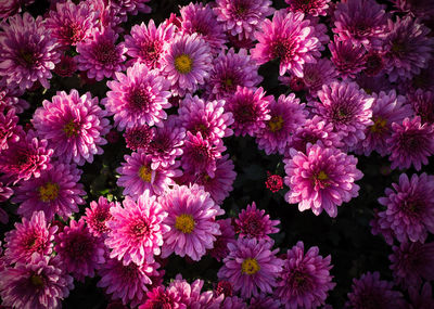 High angle view of pink flowering plants