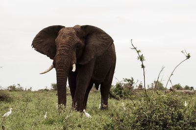 Elephant standing on field against sky