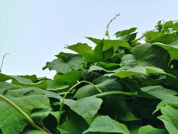 Low angle view of leaves against sky