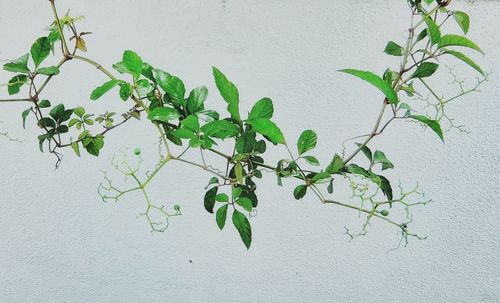 Close-up of leaves