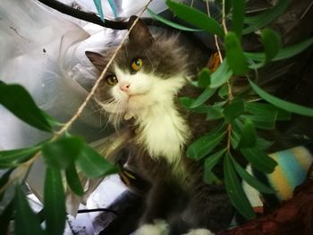 High angle view of cat on plant