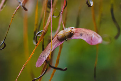 Close-up of a hanging japanese maple on the branch