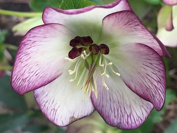 Close-up of pink flower blooming outdoors