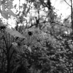 Close-up of insect on plant