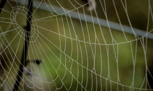 Close-up of spider on web