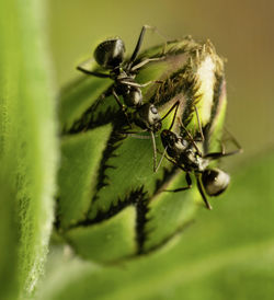 Little black ants feed on bachelor button flower blossom