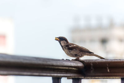 Close-up of bird perching on railing