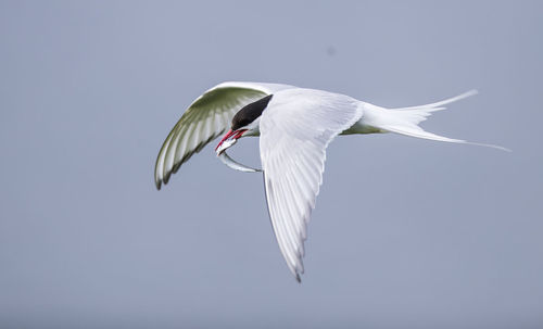 Low angle view of arctic tern carrying fish in mouth while flying against sky