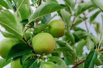 Close-up of fruits growing on tree