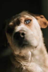 Close-up of dog looking away at home