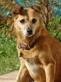 Close-up portrait of dog