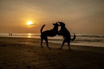Rear view of man riding horse on beach against sky during sunset