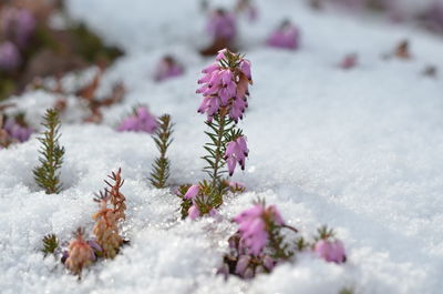 Close-up of fresh pink flowers in snow