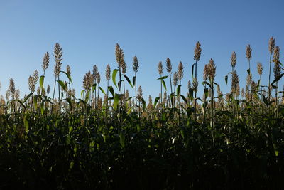 Plants growing on field against clear sky