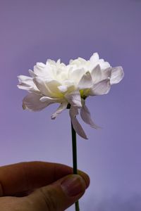 Close-up of hand holding flower against sky