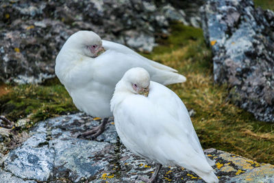 Close-up of white bird perching on rock