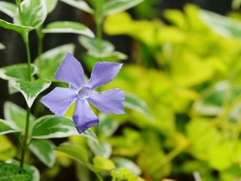 Close-up of purple flowering plant