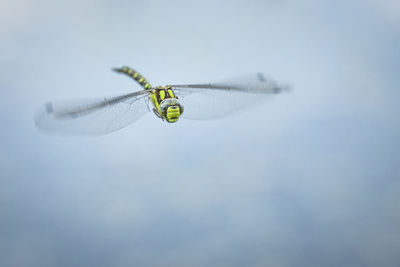 Low angle view of dragonfly flying in sky