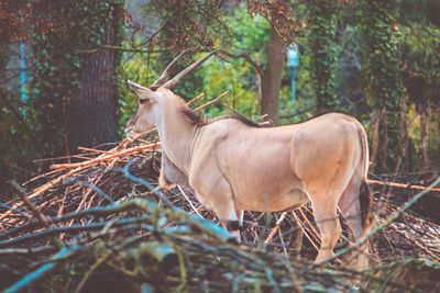 Cow standing in forest