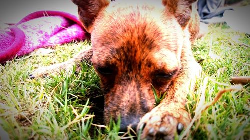 Close-up of dog on grass