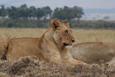 Lion relaxing on field